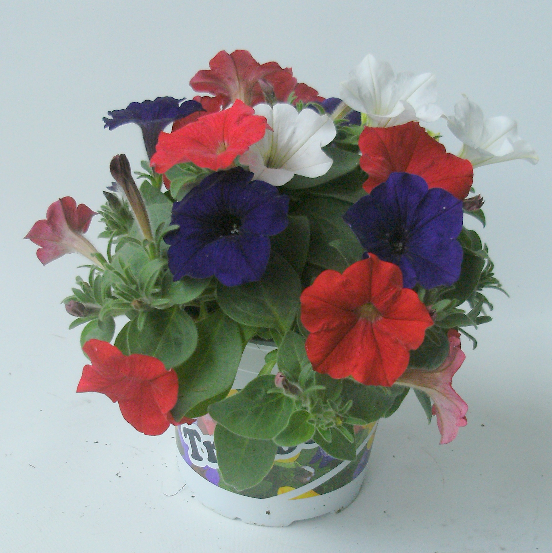 Triotunia_Tricolore